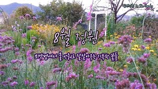 8월 정원/ 무더위를 잘 견디는 꽃들/ August Garden in Korea