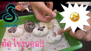 Cutting Ball Python eggs! มาตัดไข่งูบอลกัน!!