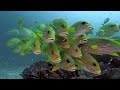 四王群島船宿潛旅 第一集 raja ampat liveaboard diving ep. 1