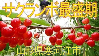 今年の出来は三重丸　サクランボ最盛期　山形県寒河江市