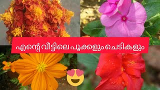 My Garden \u0026 Flowers/എൻ്റെ വീട്ടിലെ ചെടികളും പൂക്കളും /Gardening/Flowers