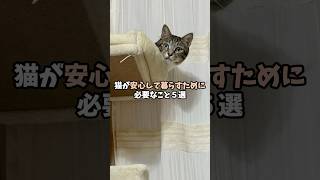 猫が安心して暮らすために必要なこと5選#猫 #ねこ #ネコ #保護猫 #猫動画 #猫のいる暮らし #雑学 #猫との暮らし #猫のいる生活 #猫好きさんと繋がりたい #猫好き VOICEVOX:青山龍星