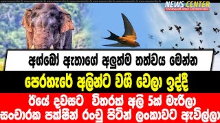 අග්බෝ ඇතාගේ අලුත්ම තත්වය මෙන්න|පෙරහැරේ  අලින්ට වශී වෙලා ඉද්දී ඊයේ දවසට  විතරක් අලි 5ක් මැරිලා