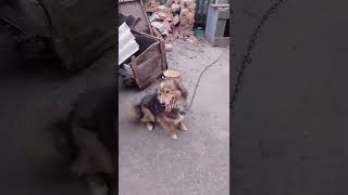 посмотрите какой он милый 🐶#shorts #собака