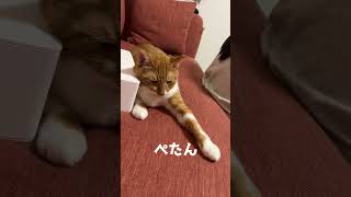 眠たい猫とあくしゅ　#cat   #猫 #shorts