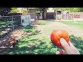 These Chickens love ROTTEN fruit