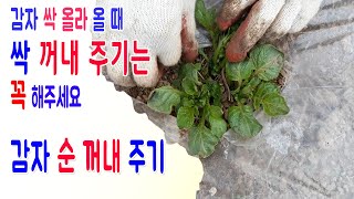 감자순꺼내주기 감자순빼올리는방법 감자북주기 감자순지르기