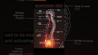 The Microcosmic Orbit 💫 Sexual Energy Circulation 🔥💥