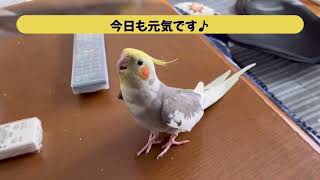 オカメインコぴーちゃん　お歌が・・😅