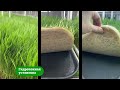 Производство витграсс wheatgrass от А до Я