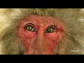 harmonic 4k demo snow monkeys in dolby digital