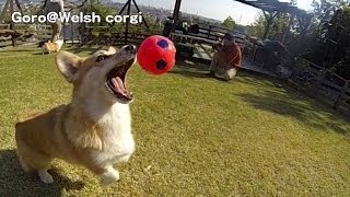 20131117 corgis homecoming Part 1, Sumomo loves ball / ボール大好きコーギー Goro@Welsh corgi