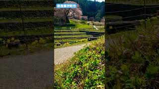 【15秒案内】本郷の瀧桜(奈良県宇陀市)