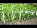 WOW! Amazing New Agriculture Technology - Cucumbers