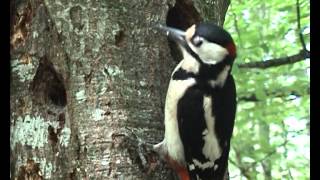 Urdaibai Bird Center - Dendrocopos major