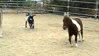 Mini horse finally kicks Goat