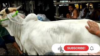 milk cow sell 75k chatakal dum dum like subscribe🐂