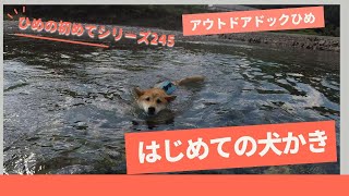 アウトドアドックひめ【はじめての犬かき】ひめの初めてシリーズ245