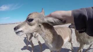 Conservation in Action: Peninsular Pronghorn Recovery Project