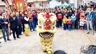 广东罗定独特的醒狮祭祖，十分热闹，视频全程记录