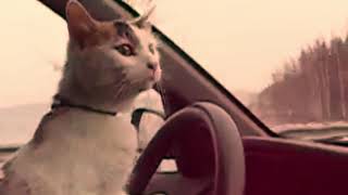 Caws Pobi - Feline Motors