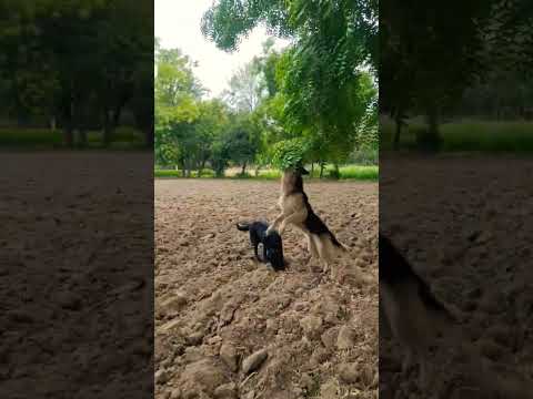 Try ёяъл Not To Laugh ёяшв Funny Dog Funny Momment Shorts Youtubeshorts