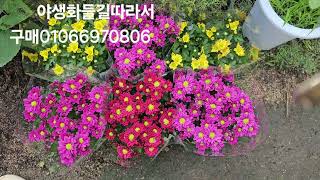 야생화들길따라서 01066970806# 구르메쯔쯔지.진청두견화 분홍향기진달래. 흰진달래. 홍화진달레 카라후에쯔쯔지. 붓꽃묵은주. 시크라멘 신종. 에키격신종. 추면국. 구절초. 국화