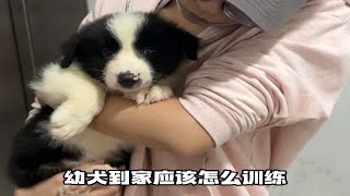 幼犬训练指南｜如何get小木同款天使小狗！