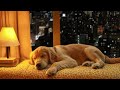 12 hours of dog calming music for dogs🎵💖anti separation anxiety relief music🐶sleep dog healing🎵