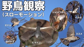 野鳥観察（スローモーション） 2025年1月13日撮影