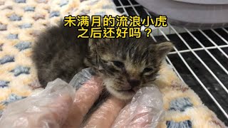 撿到只有10天的小奶猫我都好擔心他活不下去