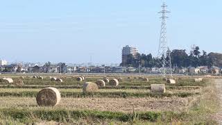 田んぼの稲わらロール＠宮城県岩沼市（2020年）