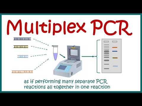 What does multiplex PCR test for?