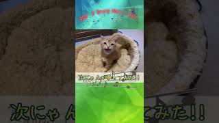 【次にゃんが歌ってみた!!】~ROSÉ \u0026 Bruno Mars - APT. ~ #shorts #dreamface #cat ＃猫