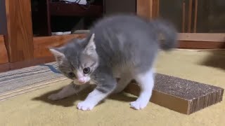 威嚇のポーズする子猫を疲れるまで遊ばせてみた　【子猫保護】