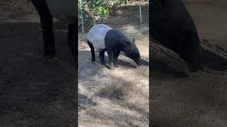 #shorts マレーバクのカナエちゃん　千葉市動物公園　2023年12月17日　IMG 4422