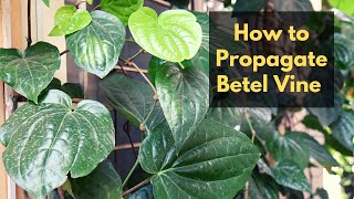 How to propagate Betel vine||How to grow Paan plant from cutting