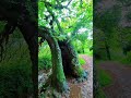 an old oak tree for bonsai inspiration bonsai bonsaitree japan garden nature