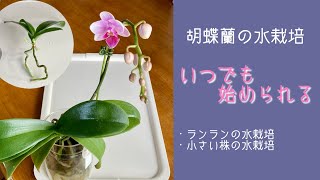 1月16日　胡蝶蘭の【水栽培】　根をしっかり乾かしてから水栽培します　1年中室内で楽しむ水栽培は葉もキレイ！　・根を見ながら育てられます🪴