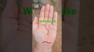 worm snake | Blind snake #facts