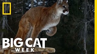 Betty White: The Cougar Expert | Betty White Goes Wild