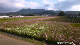 三光コスモス園（大分県中津市）  2015