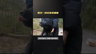 四川一村庄惊现黑熊