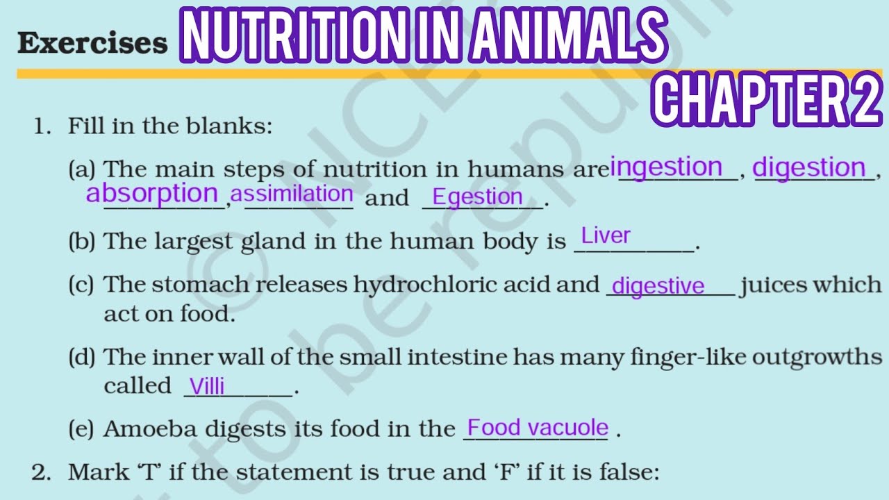 Chapter 2 Class 7 Science Nutrition In Animals Solutions NCERT - YouTube