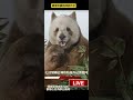 panda 国宝熊猫 全球唯一圈养棕色熊猫七仔接受新闻记者采访时拒绝为咬耳朵事件认错 panda