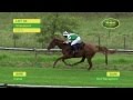 LOT 33 - SHAKALAND (Kahal - Hot Reception) (Colt)