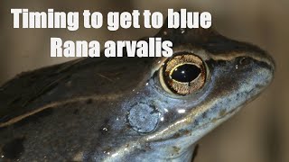 When are conditions ideal for blue Moorfrogs (Rana arvalis) and eggs?