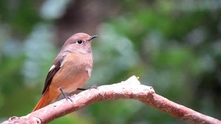 黃尾鴝 (雌) / Daurian Redstart (Female).(野柳地質公園 / Yehli