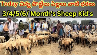 చిన్న పొట్టేళ్ళు వాటి ధరలు 🐑||