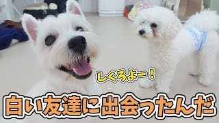 白い友達に出会ったんだ～ウェスティとビションフリーゼの出逢い編～ 🐶ひみつきちなう！②🐶 2019年9月14日